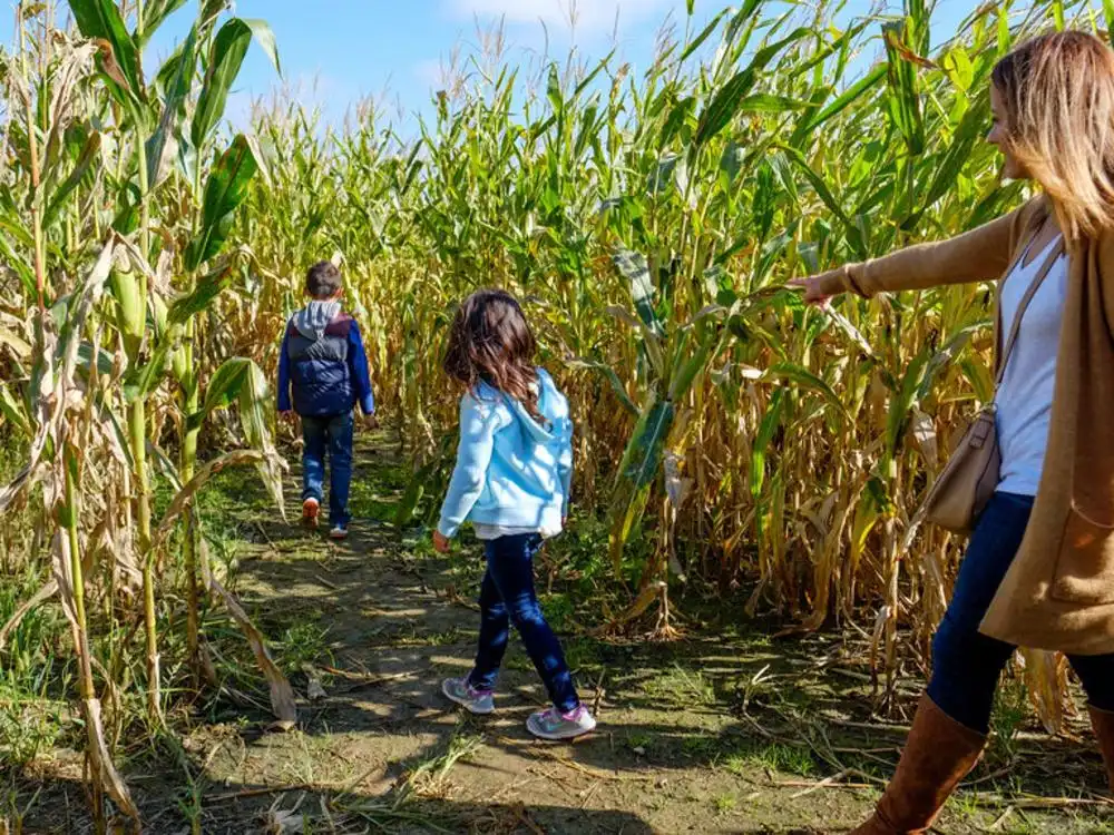 beasleys-orchard-corn-maze-3