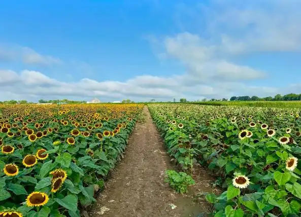 beasleys-orchard-corn-maze-8