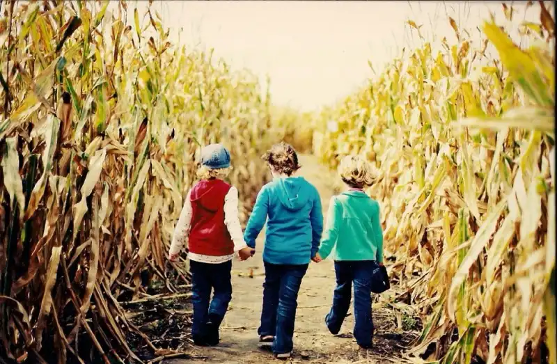 tuttle-orchards-corn-sunflower-maze-1