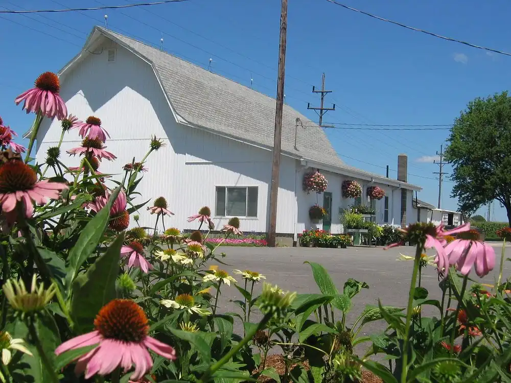 tuttle-orchards-corn-sunflower-maze-3