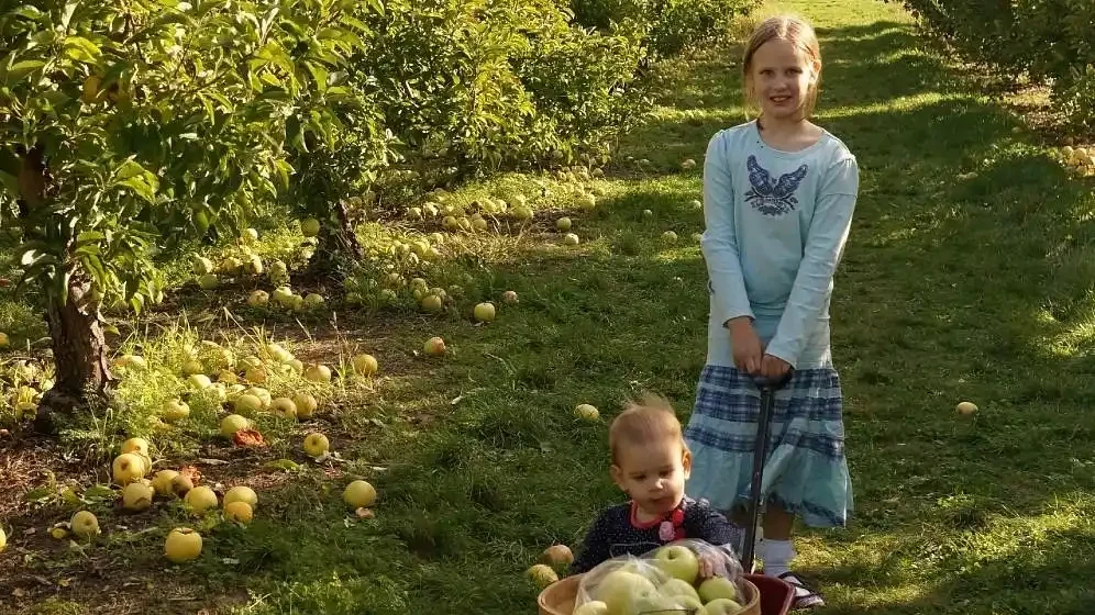 tuttle-orchards-corn-sunflower-maze-5