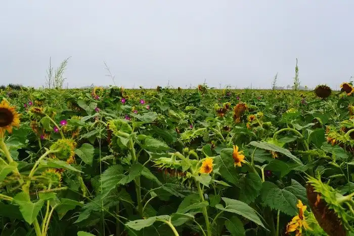 tuttle-orchards-corn-sunflower-maze-7