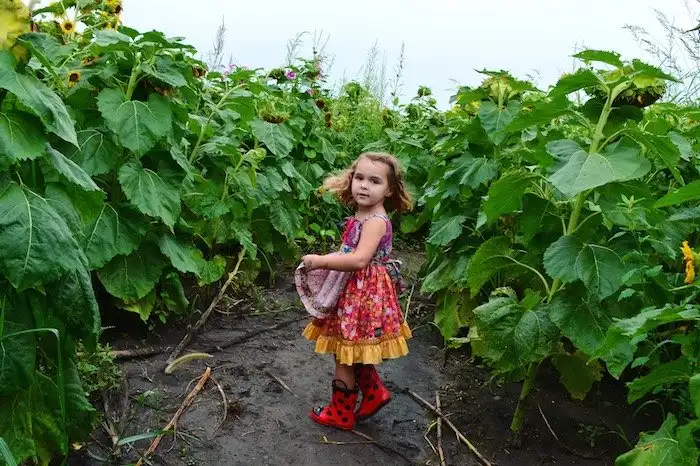 tuttle-orchards-corn-sunflower-maze-8