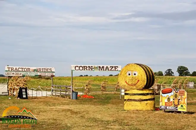 tuttle-orchards-corn-sunflower-maze-9